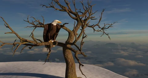 Bald Eagle sitting atop of a dead tree takes off and flies 3d animation 4K Stock Footage 121494007