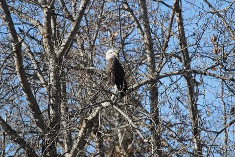 A bald eagle sitting in a bare tree in fall Stock Photos