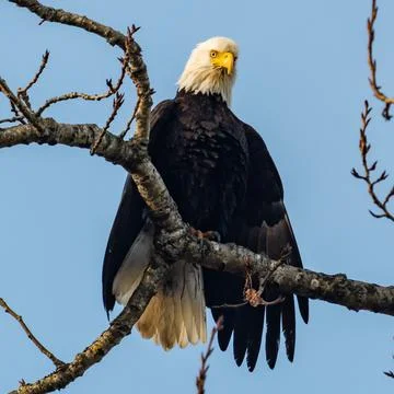 Bald eagle sitting on a branch, British Columbia, Canada Stock Photos