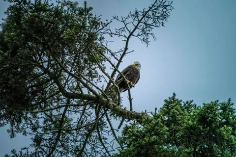 Bald Eagle sitting on branch in Canada Stock Photos