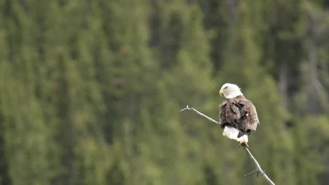 Bald Eagle sitting on a branch Stock Footage 161840416