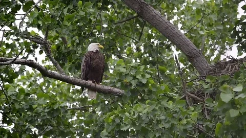 Bald Eagle sitting on branch next to his nest. 動画素材 124440786