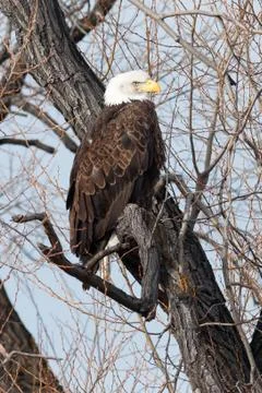 Bald eagle sitting on a branch Stock Photos