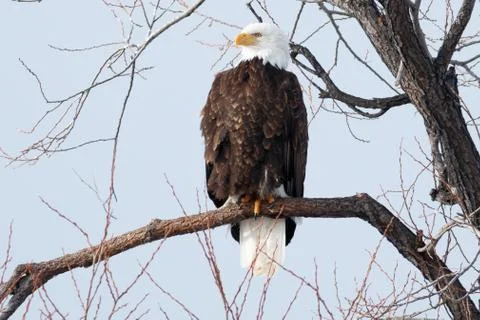 Bald eagle sitting on a branch Stock Photos