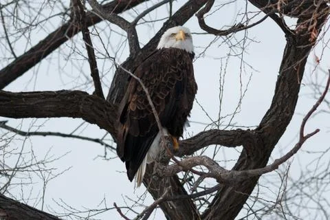 Bald eagle sitting on a branch Stock Photos