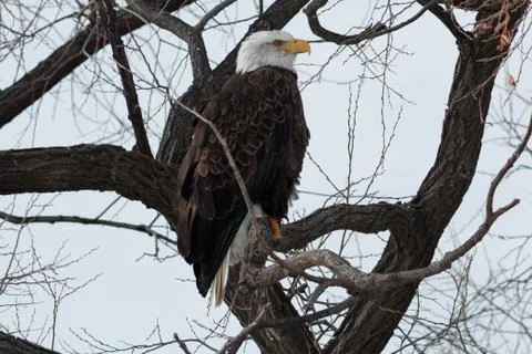 Bald eagle sitting on a branch Stock Photos