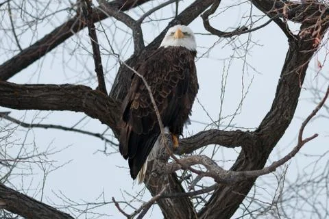 Bald eagle sitting on a branch Stock Photos