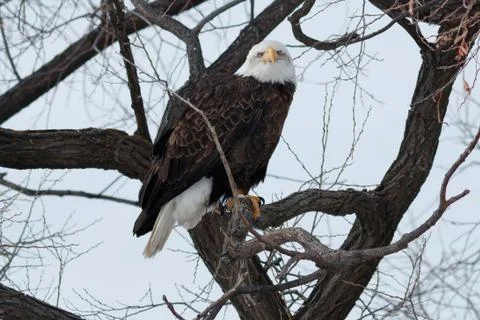Bald eagle sitting on a branch Stock Photos