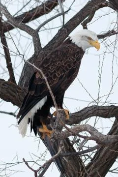 Bald eagle sitting on a branch Stock Photos