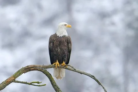 Bald eagle sitting on a branch. Stock Photos