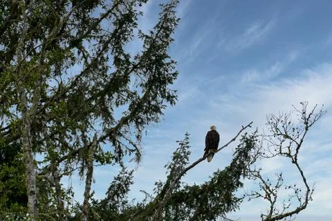 Bald Eagle sitting on a branch of a tree with blue sky Stock Photos