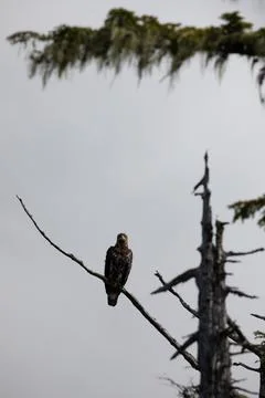 Bald eagle sitting on a dead tree branch and staring straight ahead Foto stock
