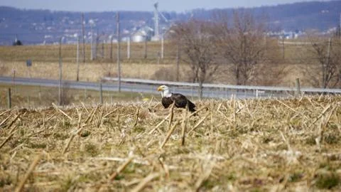 Bald Eagle sitting in field with prey Stockfoto's