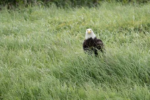 Bald eagle sitting in grass Stock-Fotos