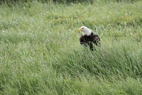 Bald eagle sitting in grass Stock-Fotos