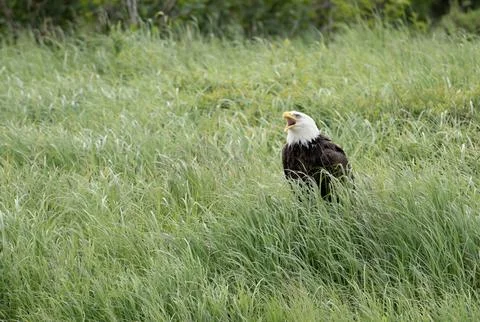 Bald eagle sitting in grass Fotos Stock