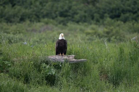 Bald eagle sitting in grass 스톡 사진