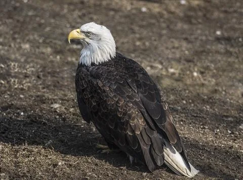 Bald eagle sitting on the ground, close-up Stock Photos