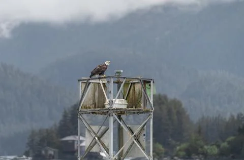 Bald Eagle sitting on a Harbour Light Tower in Sitka, Alaska, USA Stock Photos
