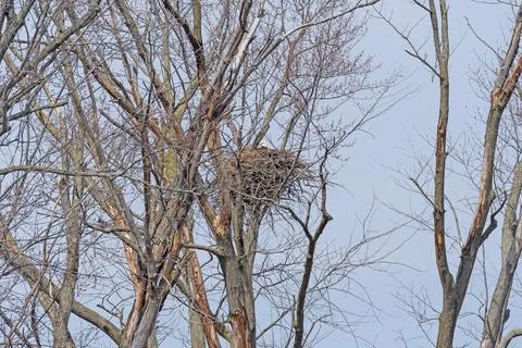 Bald Eagle Sitting on Its Nest Stockfoto's