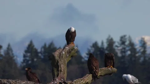 Bald eagle sitting on a large branch as camera moves around it in slow motion Stock Footage 345174487