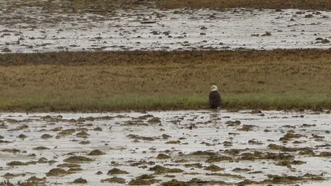 Bald Eagle sitting in marsh Stock Footage 79037903