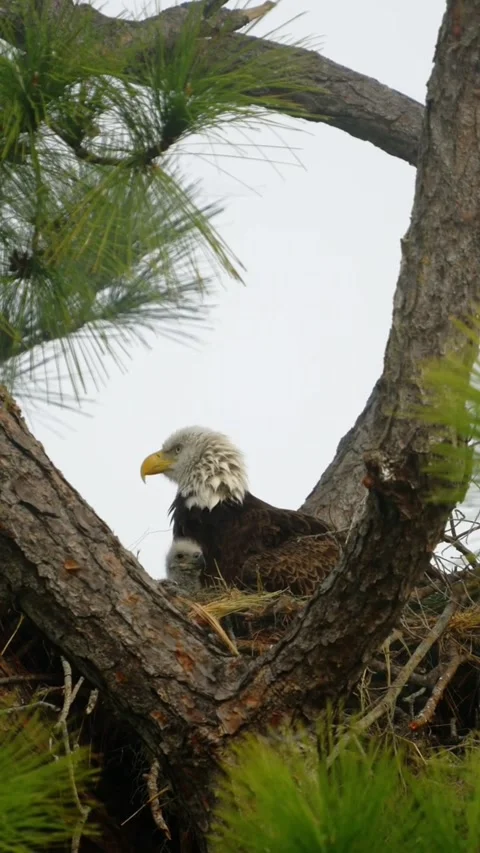 Bald eagle sitting in nest with his chick Stock Footage 335661461