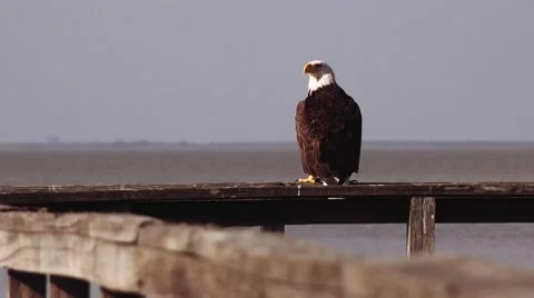 Bald Eagle sitting over looking the lake Video stock 46482667