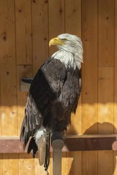 Bald eagle sitting on a perch. The eagle is falconry-guided and is tethered i Stock Photos