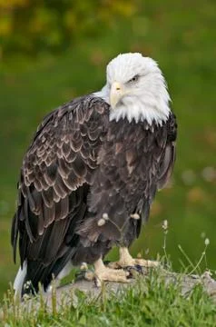 Bald eagle in sitting position Foto stock