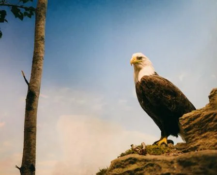 Bald eagle sitting at a rock 스톡 사진