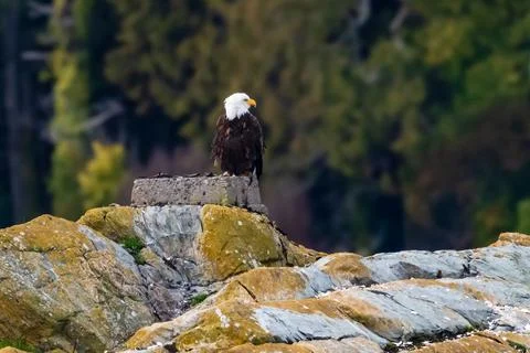 Bald Eagle sitting on rocks, British Columbia, Canada Stock Photos