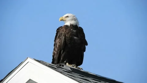 Bald Eagle Sitting on a Roof Stock Footage 134665915