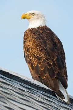 Bald Eagle Sitting on a Rooftop Stock Photos