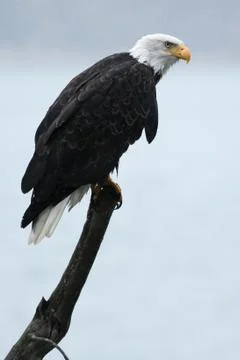 Bald eagle sitting on stick Stock Photos