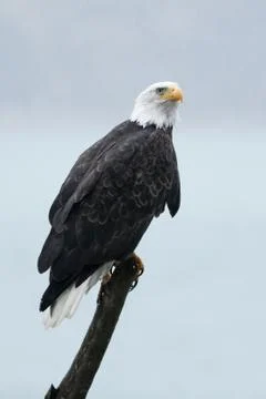 Bald eagle sitting on a stick Stock Photos