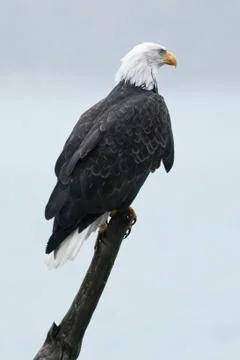 Bald eagle sitting on stick Stock Photos