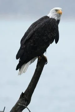 Bald eagle sitting on stick Stock Photos