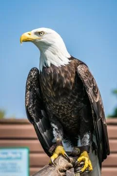 Bald eagle sitting on a trainer hand Stock Photos