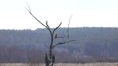 Bald eagle sitting on a tree and little bird in flight, 4K slomo Stock Footage 172429525