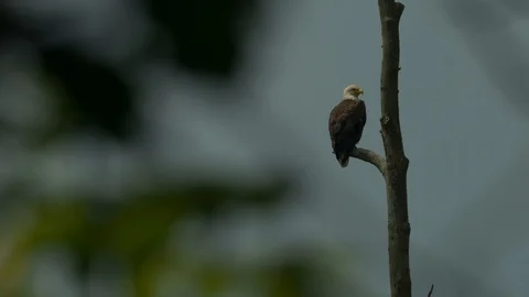 Bald Eagle Sitting on Tree Branch Stock Footage 87576236