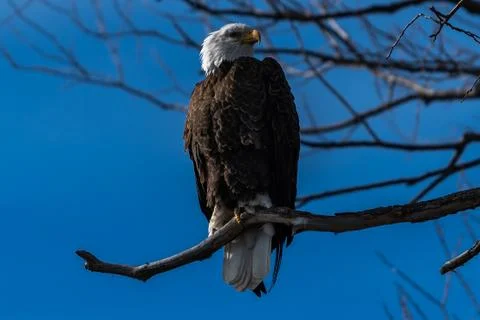 Bald eagle sitting in a tree eagles on a branch Stock Photos