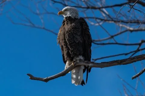 Bald eagle sitting in a tree eagles on a branch Stock Photos