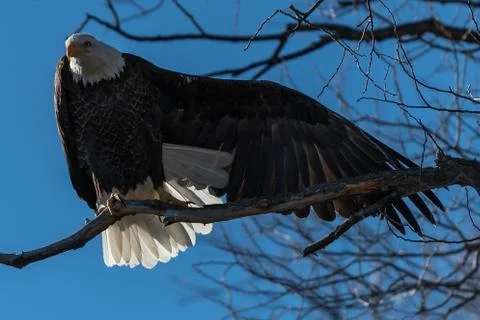 Bald eagle sitting in a tree eagles on a branch Stock Photos