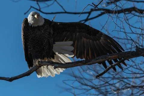 Bald eagle sitting in a tree eagles on a branch Stock Photos