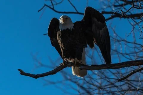 Bald eagle sitting in a tree eagles on a branch Stock Photos