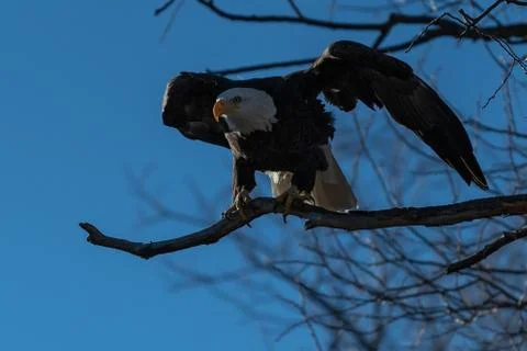 Bald eagle sitting in a tree eagles on a branch Stock Photos