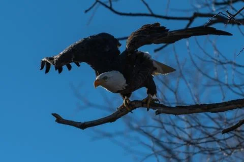 Bald eagle sitting in a tree eagles on a branch Stock Photos