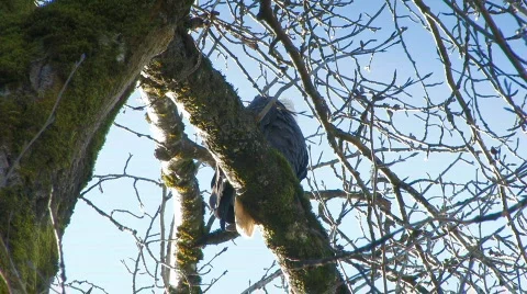 Bald Eagle sitting on a tree Stock Footage 124564