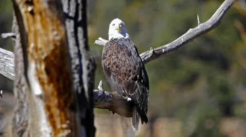 Bald Eagle Sitting In Tree Stock Footage 61560271